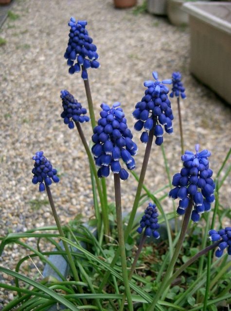 メアリと魔女の花 夜間飛行の青い花はモデルが実在する 名前の由来は 世界の名著をおすすめする高等遊民 Com